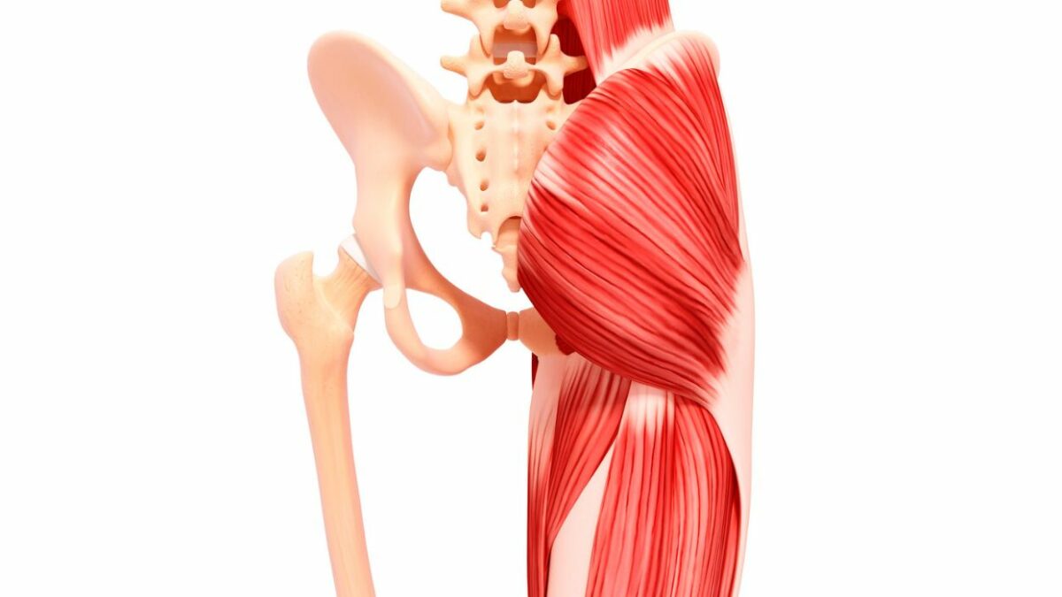 🥇 Flexores de cadera lo que necesitas saber - Entrenador W., image size:1200x675